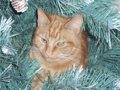 Cats Tree 049