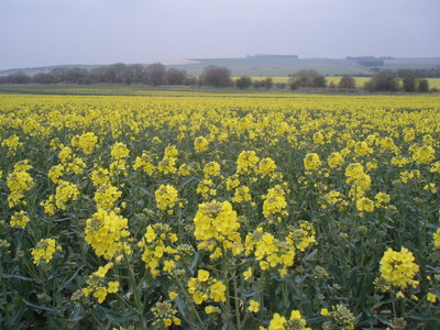 Ridgeway walk part three 019