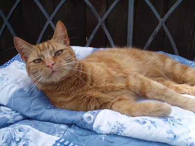 Tennis and Waterperry june08 044