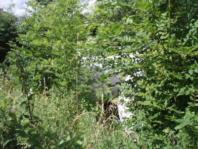 Pepper & Garden Jul 08 004