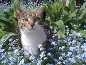 Garden April 2011 014