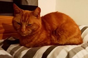 11162212_10153105440286077_5729737166409094554_n